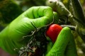 Rękawice nitrylowe bezpudrowe MERCATOR GOGRIP GREEN (50szt.)