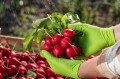Rękawice nitrylowe bezpudrowe MERCATOR GOGRIP GREEN (50szt.)